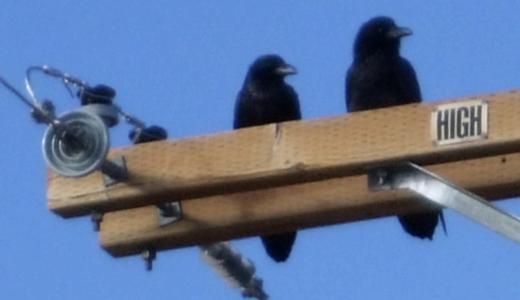 Corvus corax