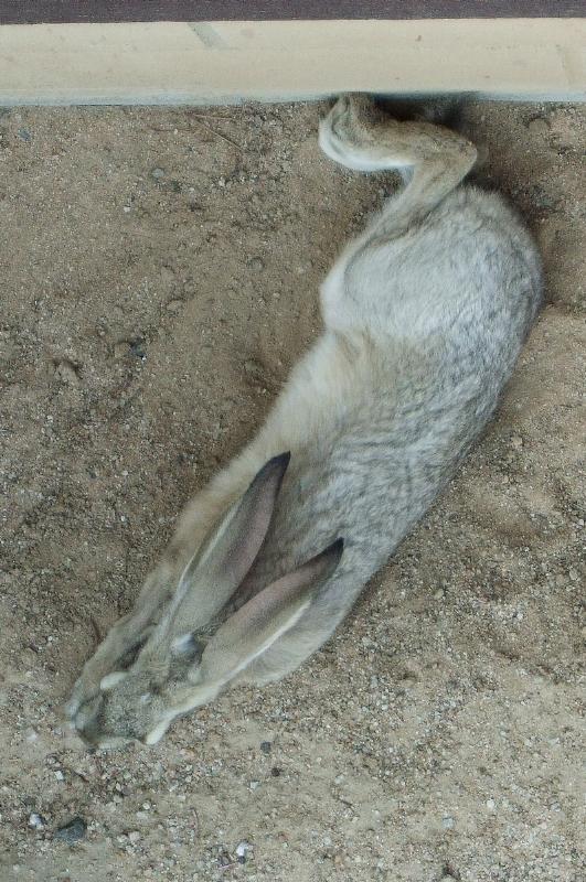 Lepus californicus
