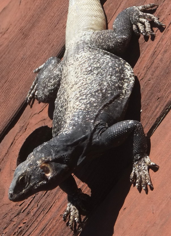 click for large image of the whole lizard