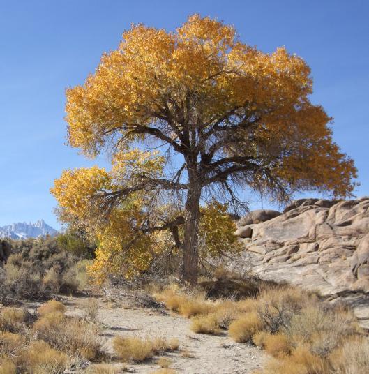 no, I don't know what species of tree it is