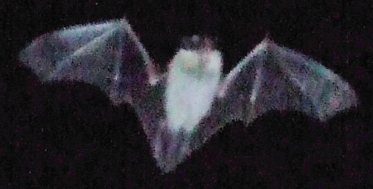 at dusk this evening, lit by flash