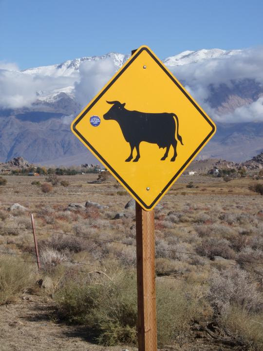 moo