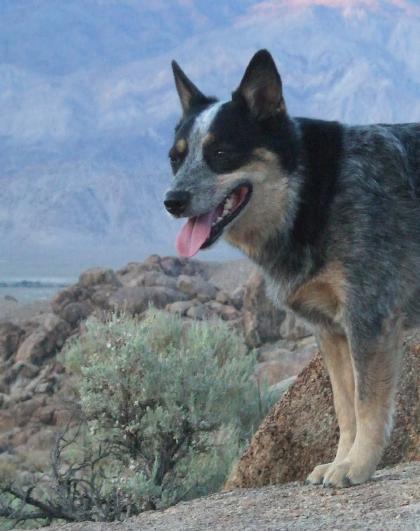dog