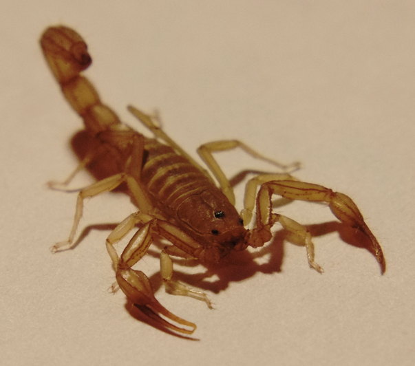 scorpion in my living room this evening