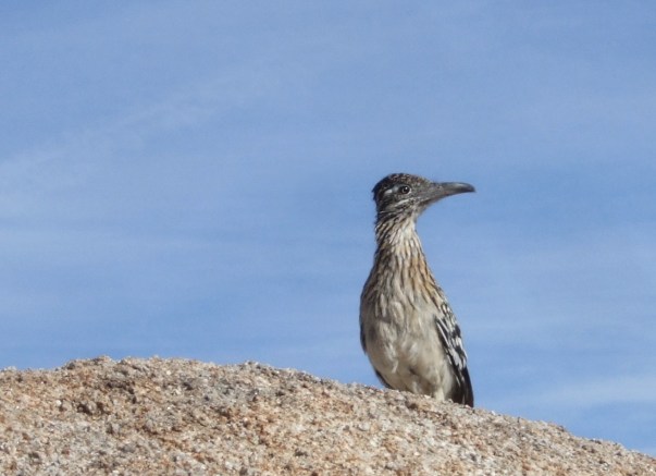 roadrunner (Geococcyx californianus).  click for another pic