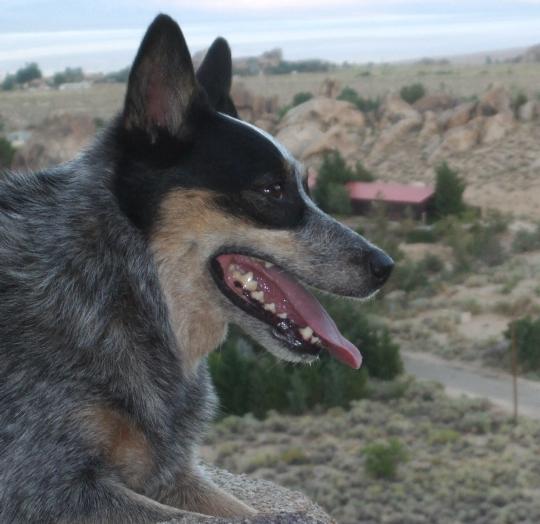 dog