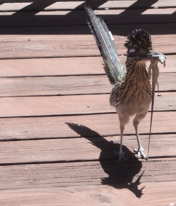 Geococcyx californianus