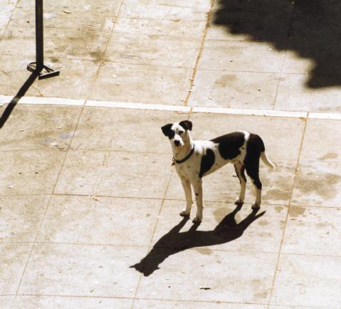 dog from two storeys up