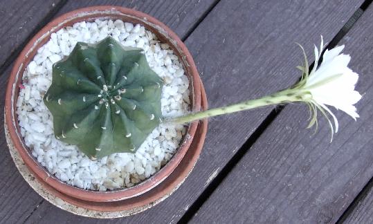 echinopsis