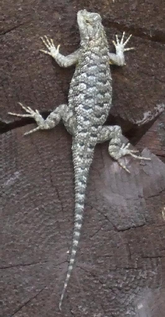 lizard