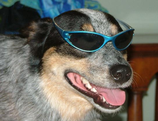Lulu with shades