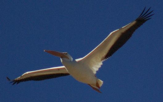 Pelecanus erythrorhynchos