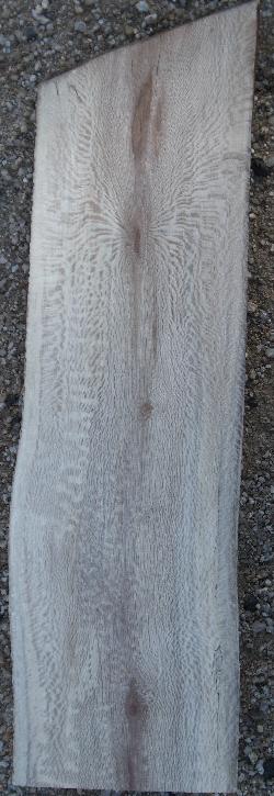 from a limb of the tree shown to the left