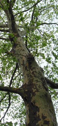 sycamore (Platanus occidentalis)