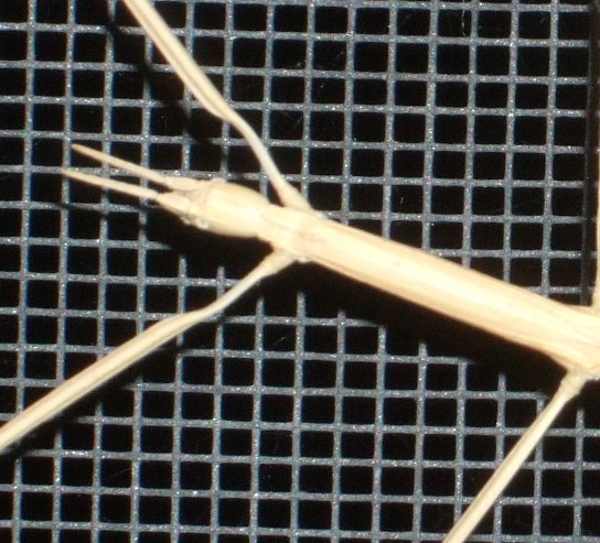 phasmid; click to see the whole thing
