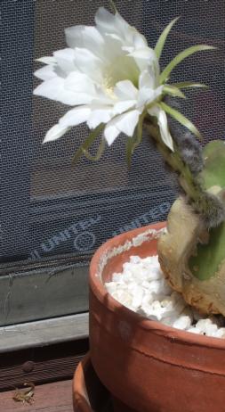 Echinopsis subdenudata