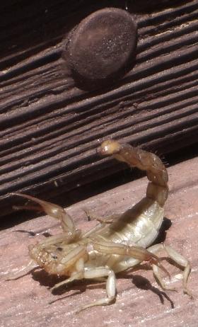 scorpion