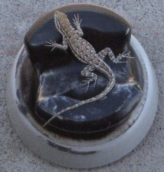 lizard (juvenile)