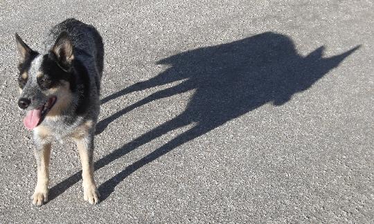 shadowy dog