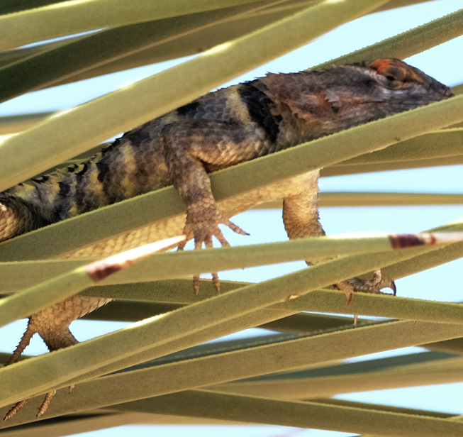 Sceloporus magister, Yucca brevifolia