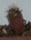 baby Echinopsis