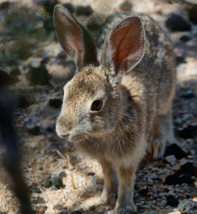 Sylvilagus audubonii