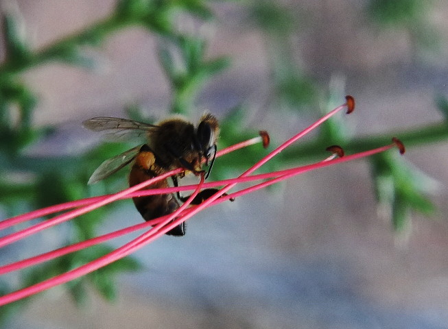 bee on Erythrostemon gilliesii, this morning