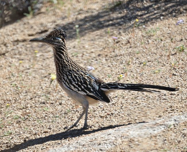 Geococcyx californianus