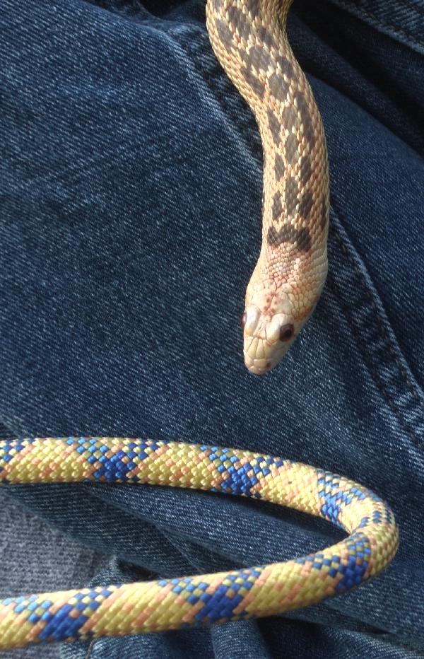always inspect a new rope before use
