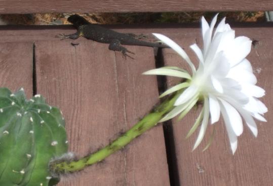 Echinopsis subdenudata