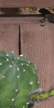 Echinopsis subdenudata with lizard