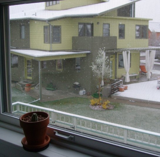 cactus, stoically observing the goings-on