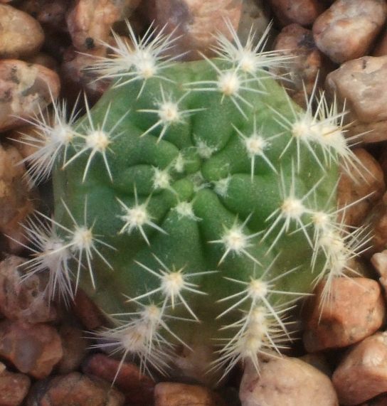 Echinopsis subdenudata