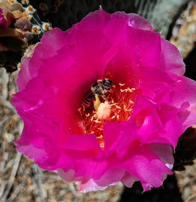 bee on beavertail cactus flower
