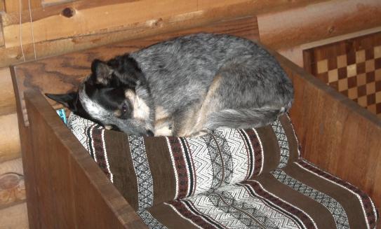 dog