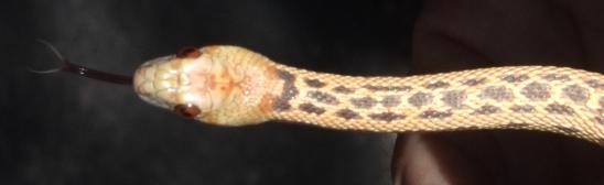 Pituophis catenifer annectens