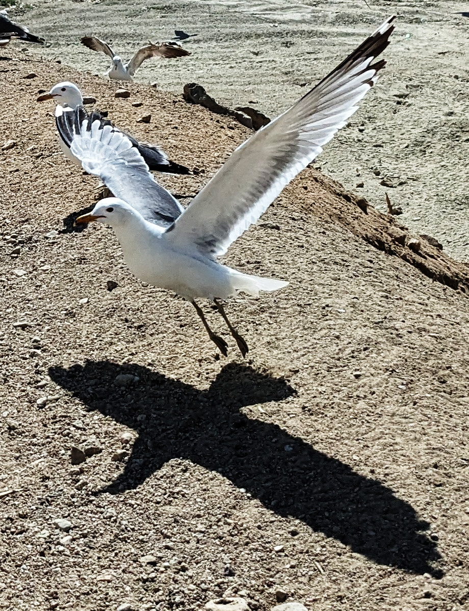 shadowy gull