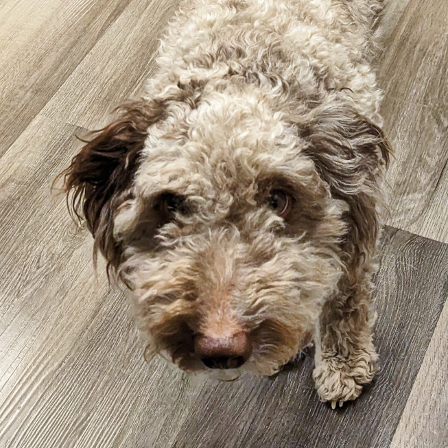 poodle/Australian shepherd mix
