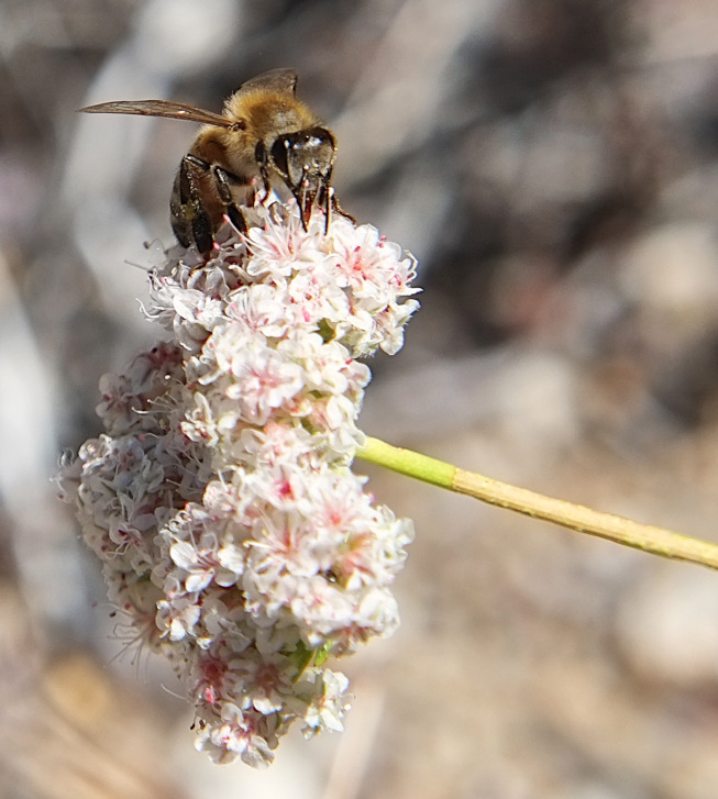 bee on Eriogonum fasciculatum