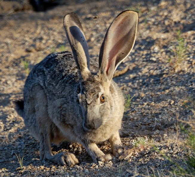 Lepus californicus