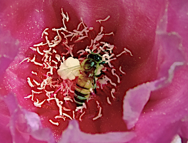 Opuntia basilaris