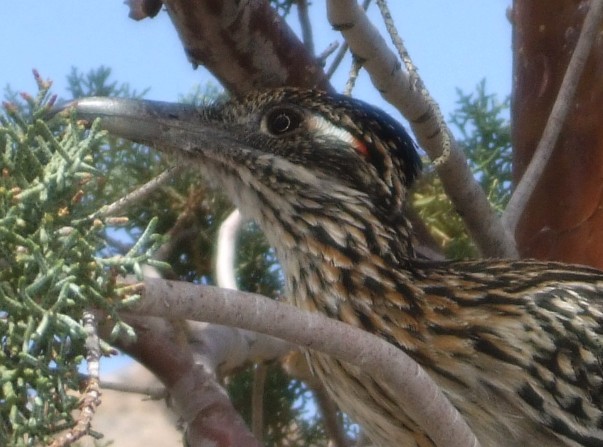 Geococcyx californianus, Cupressus arizonica