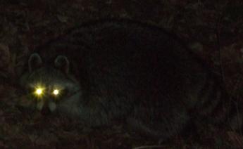 Procyon lotor