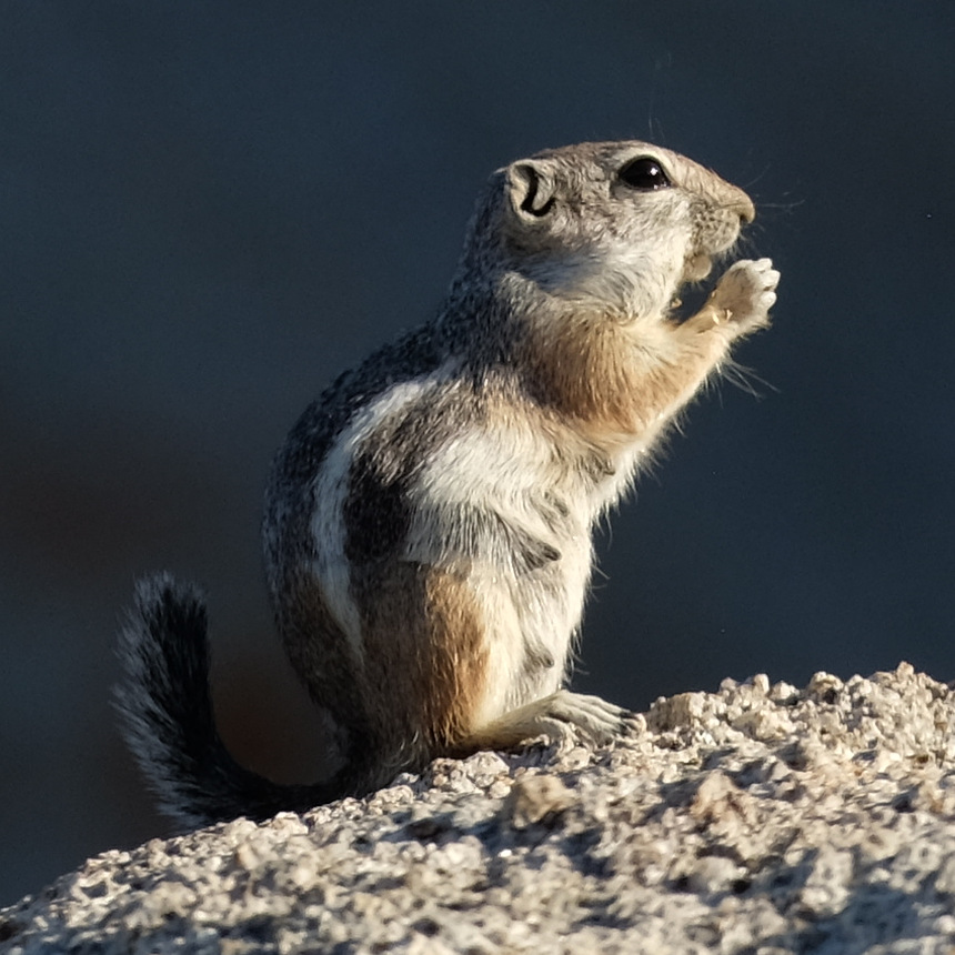 Ammospermophilus leucurus