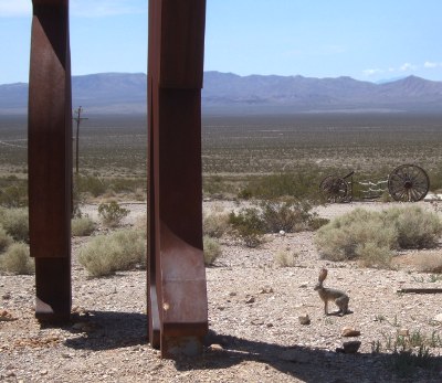 Lepus californicus