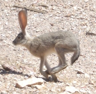 Lepus californicus