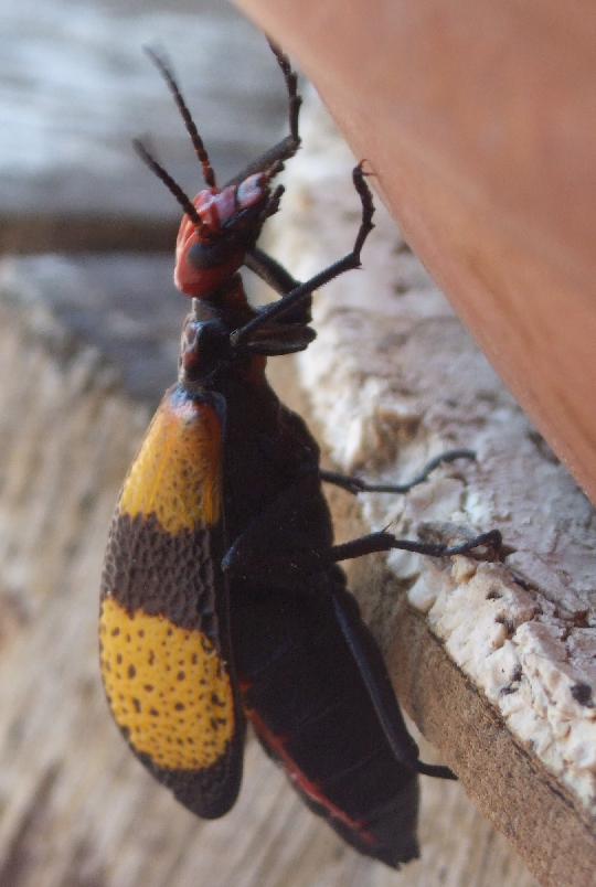 the texture of the wings reminds me of cantaloupe rind