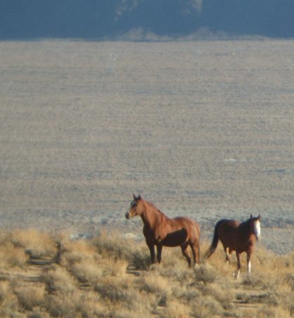 pic taken through (½ of) a pair of binoculars
