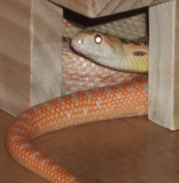 freshly shed