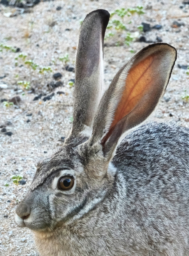 Lepus californicus
